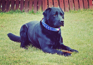 American Flag Dog Collar